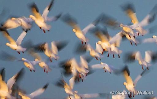 Snow Geese Flyout_30624A.jpg - Snow Geese (Chen caerulescens) photographed along the Gulf coast near Port Lavaca, Texas, USA.